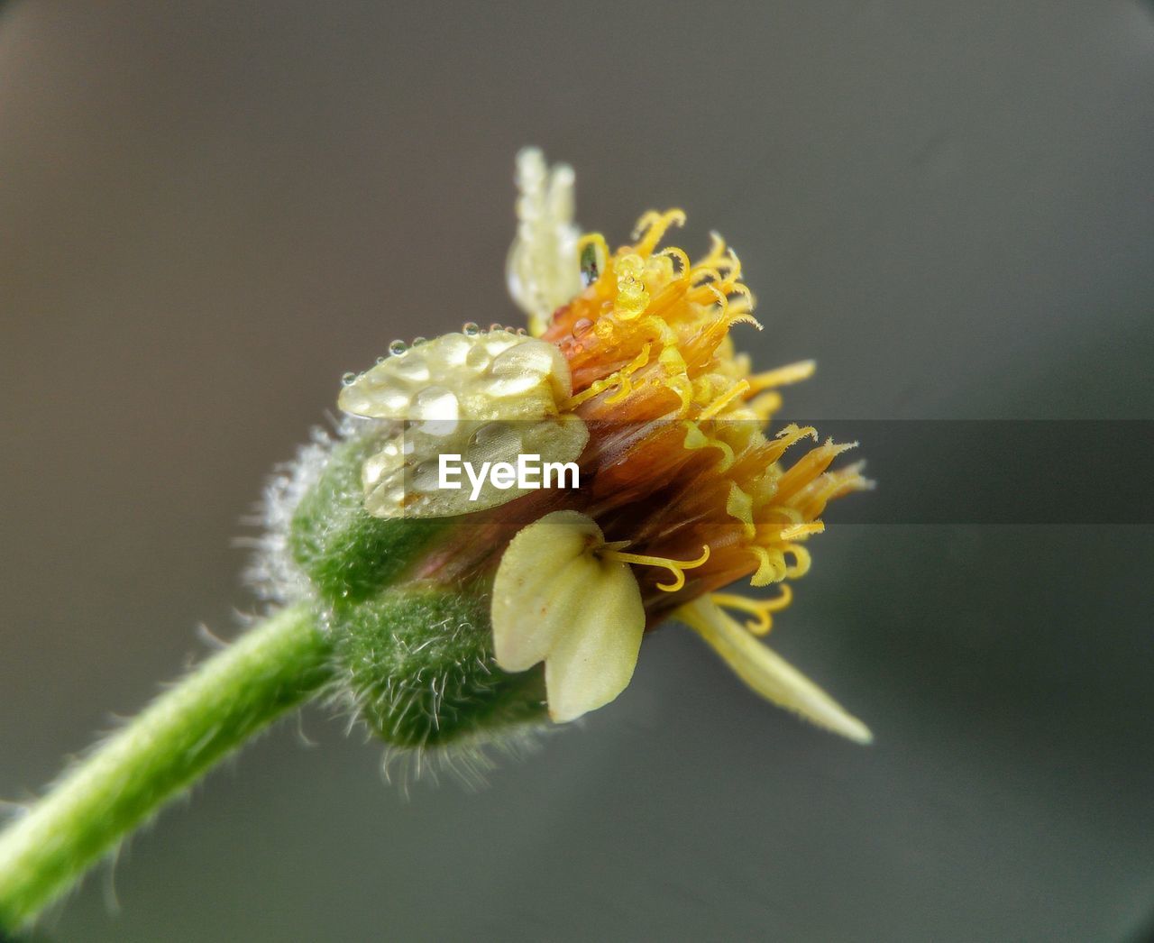 Close-up of yellow flower against black background