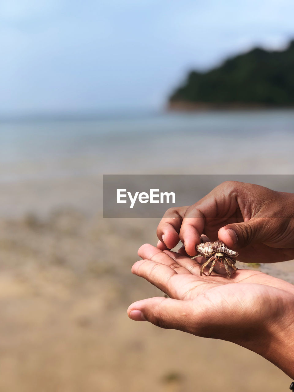 cropped hand of man holding seashell at beach
