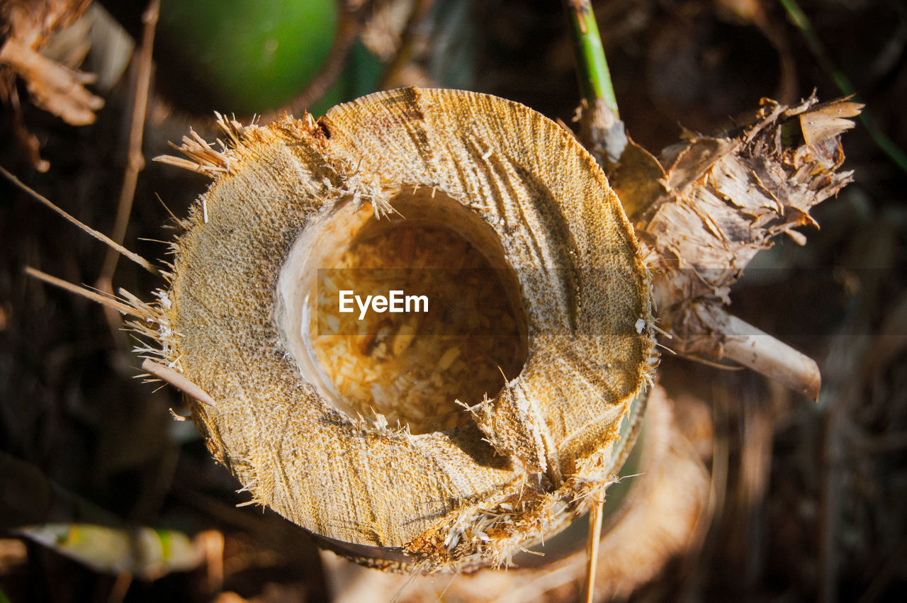 Close-up of dry plant on field