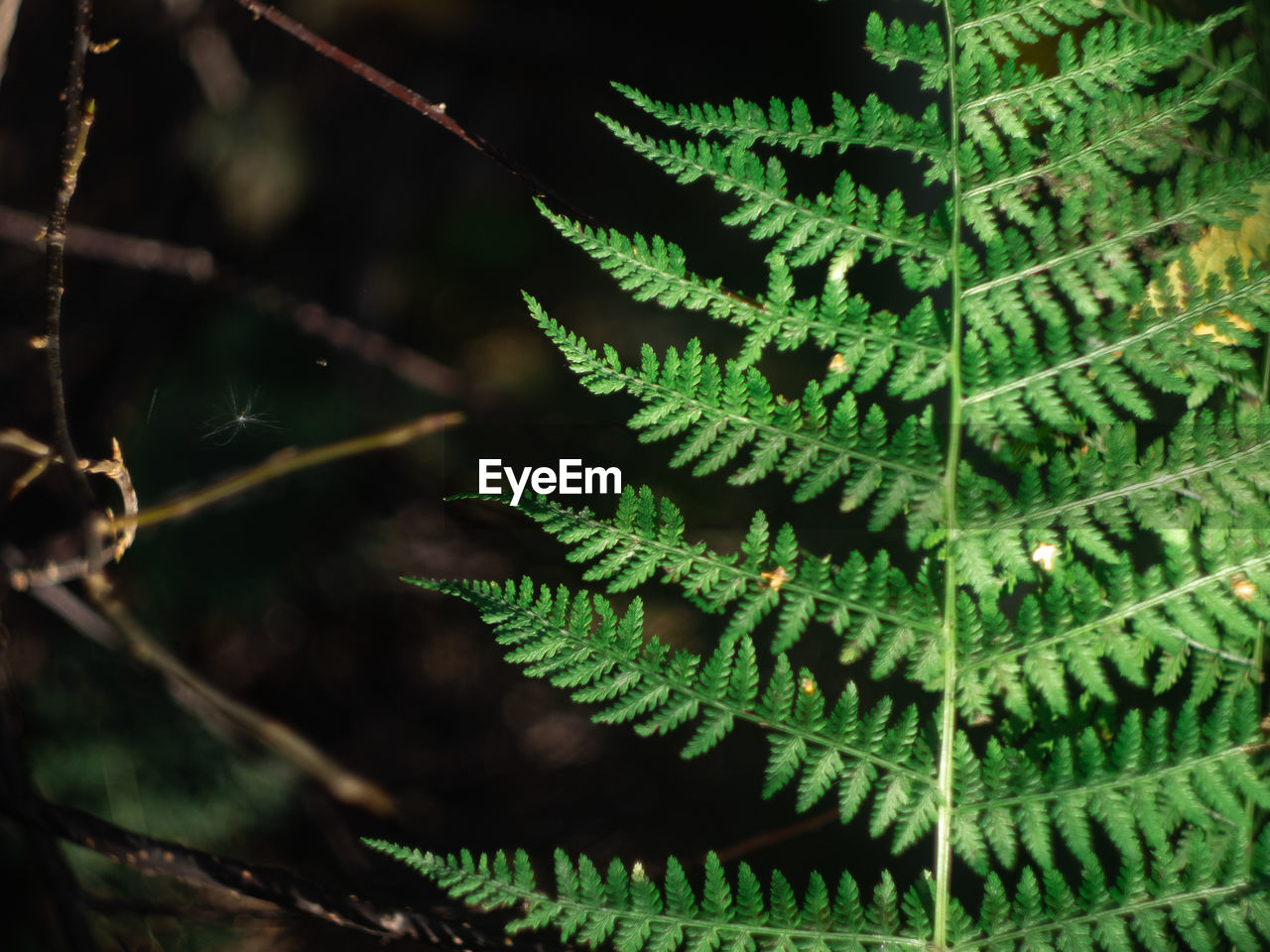 CLOSE-UP OF FERN TREE