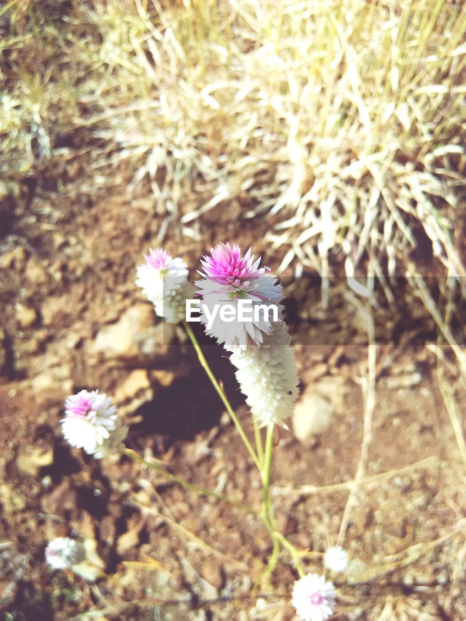 High angle view of flowers growing on plant at field