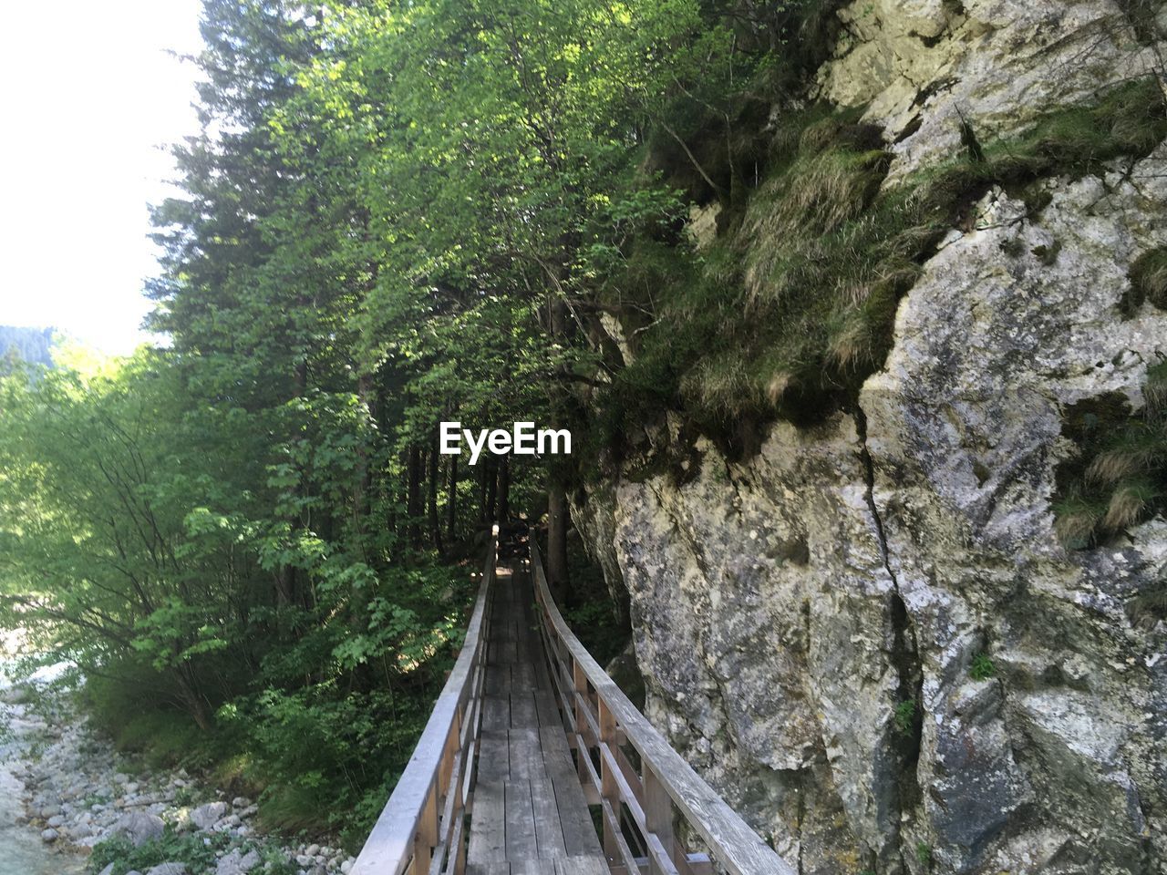 VIEW OF BRIDGE OVER FOREST