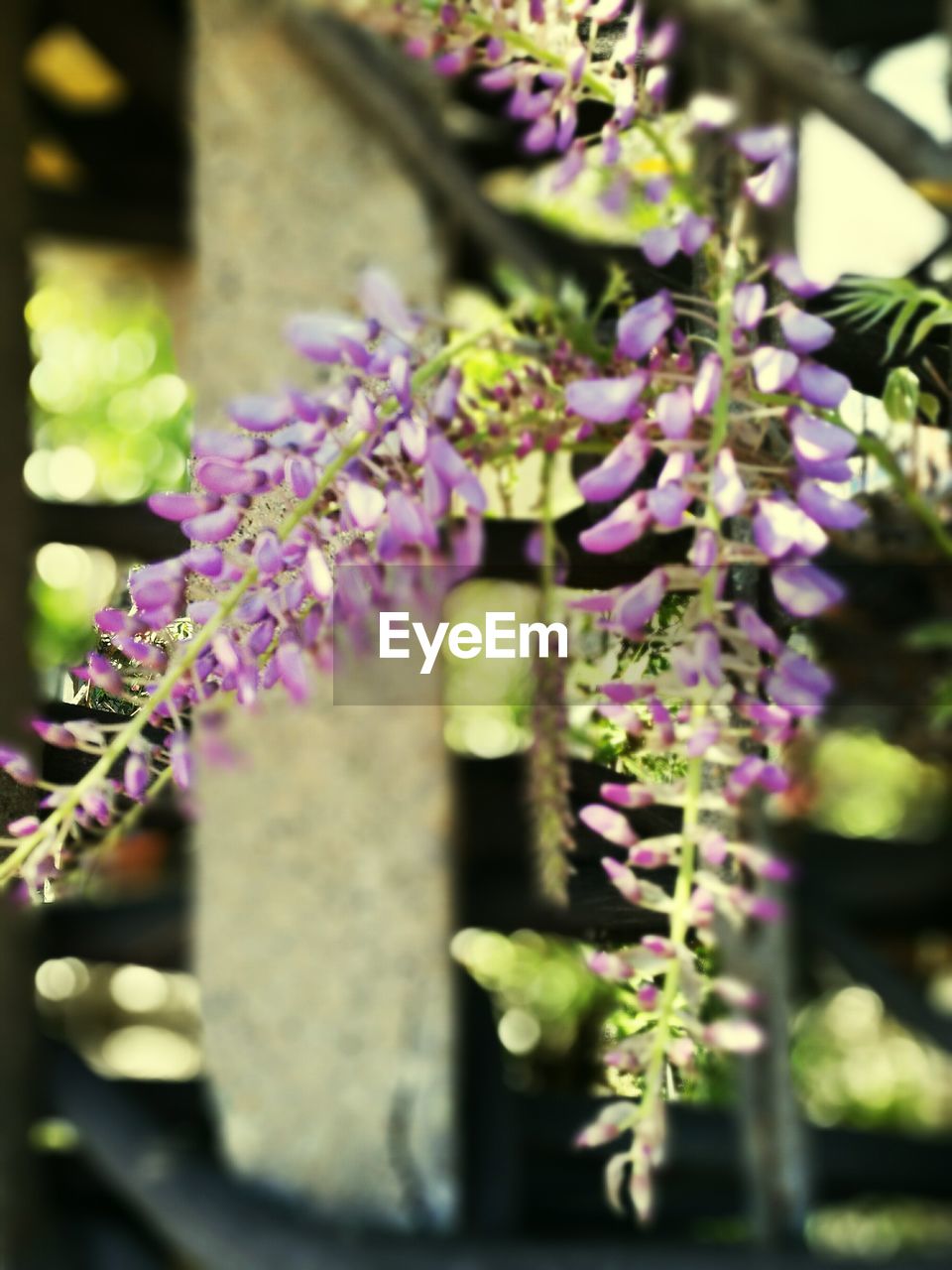 CLOSE-UP OF PURPLE FLOWERS BLOOMING