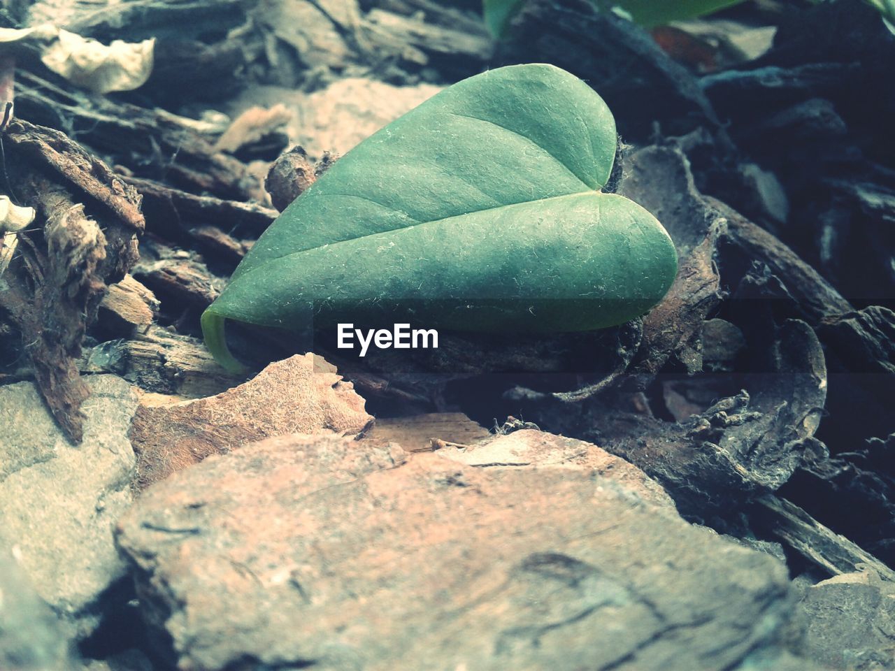 CLOSE UP OF LEAVES