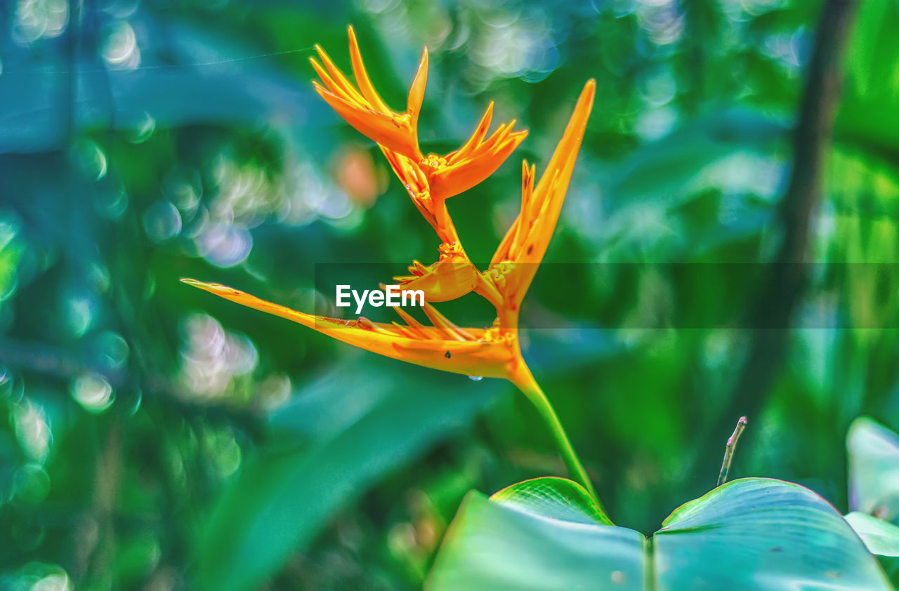 CLOSE-UP OF ORANGE LEAF ON PLANT