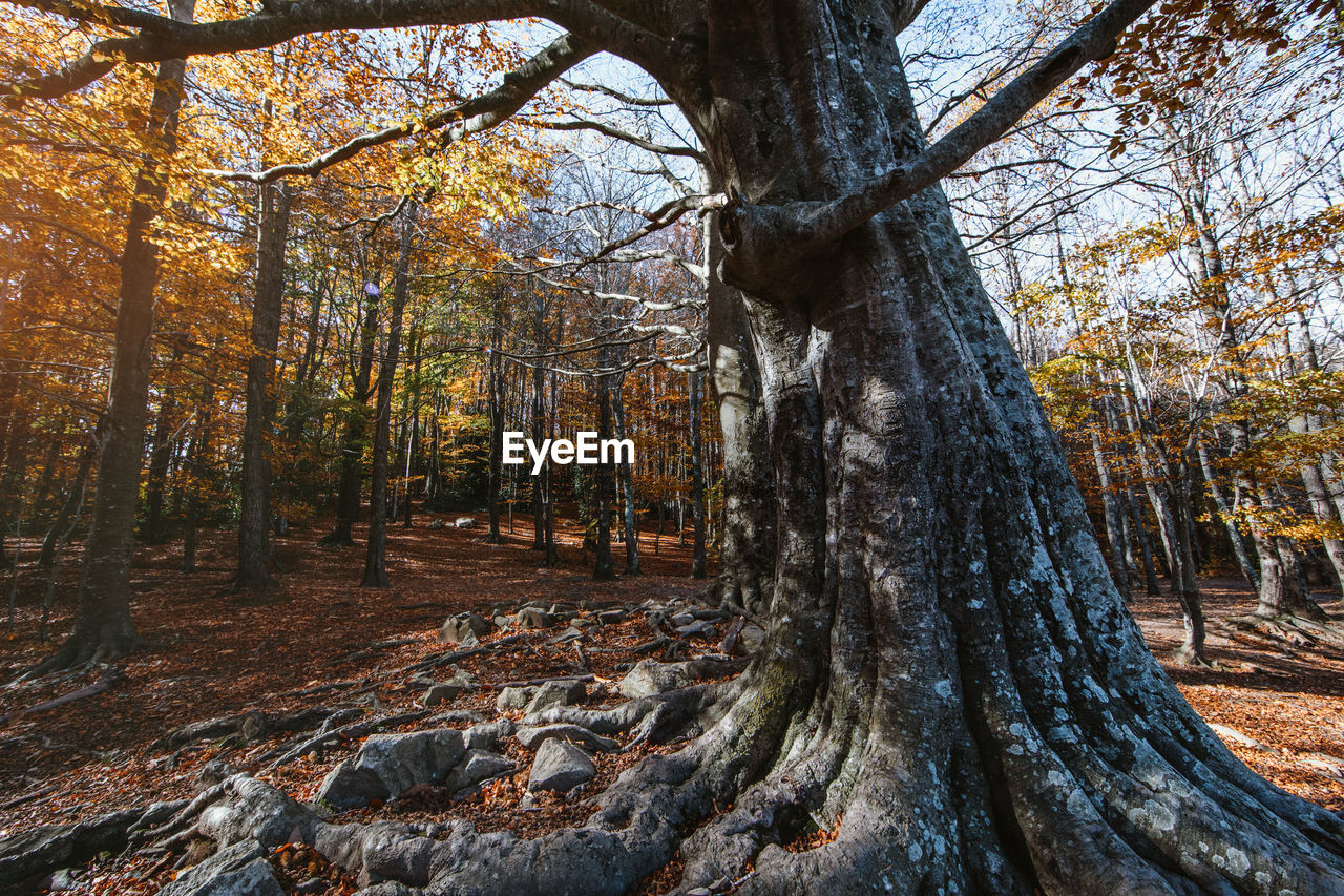 PANORAMIC SHOT OF TREES IN FOREST DURING AUTUMN