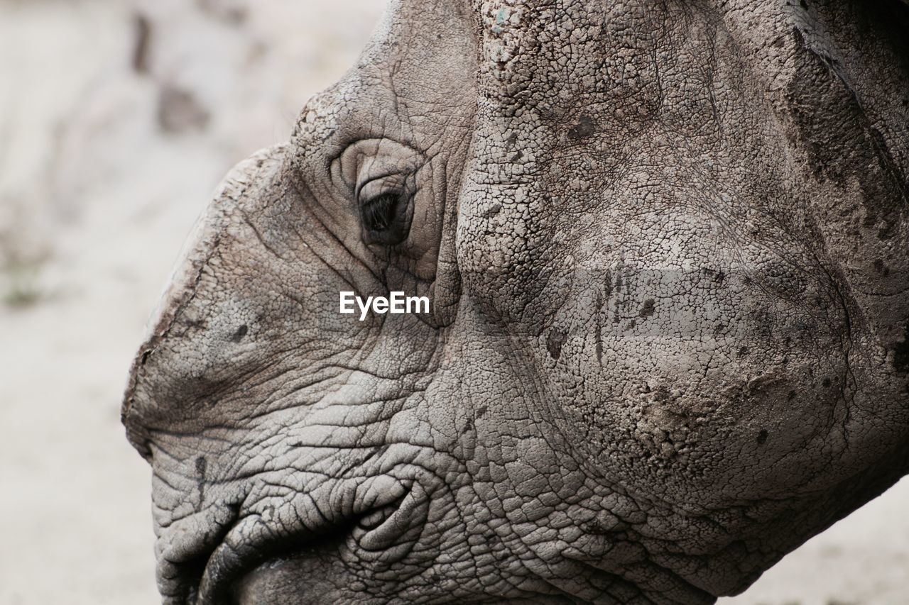 Profile view of rhinoceros
