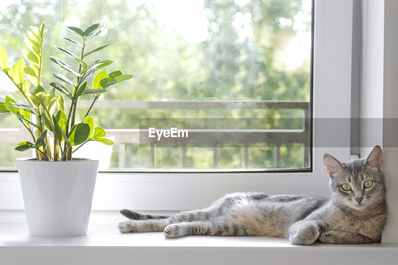 A gray striped domestic cat lies on the windowsill next to the zamioculcas zamiifolia flower 