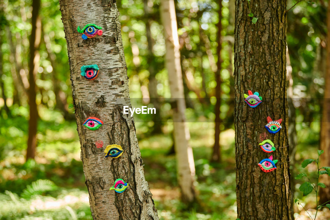 close-up of peacock on tree trunk