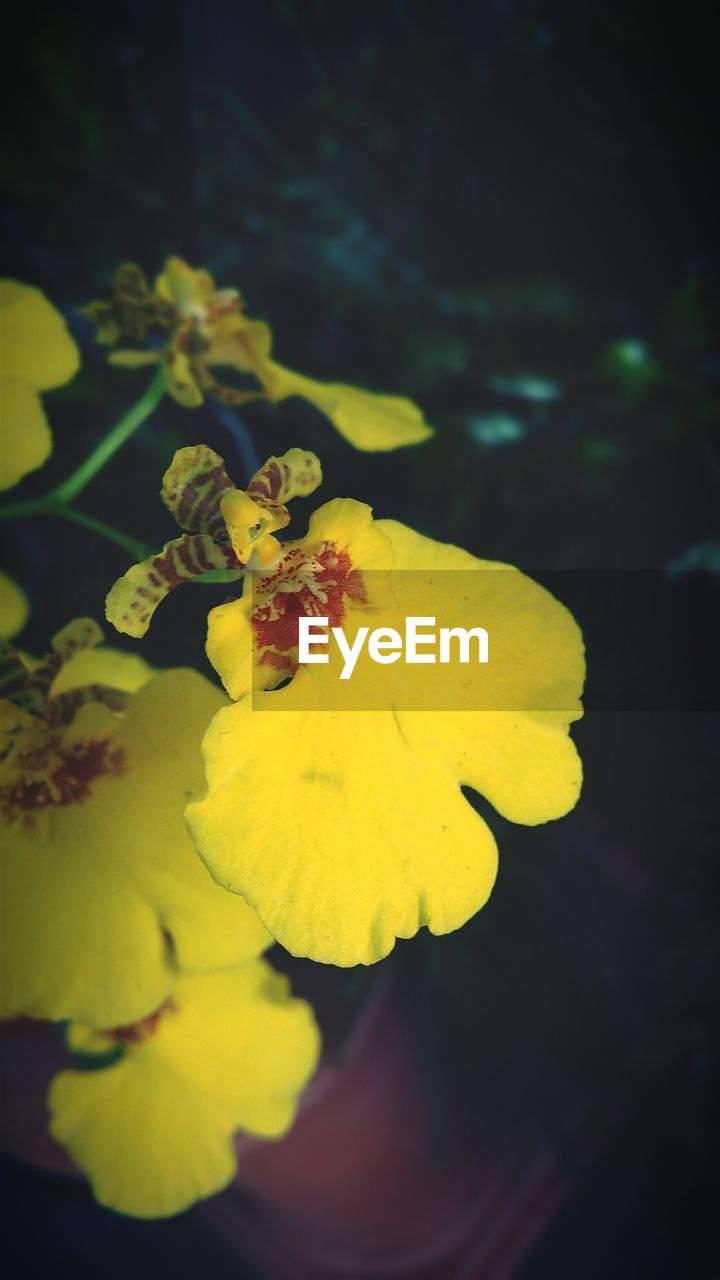 CLOSE-UP OF YELLOW FLOWERS