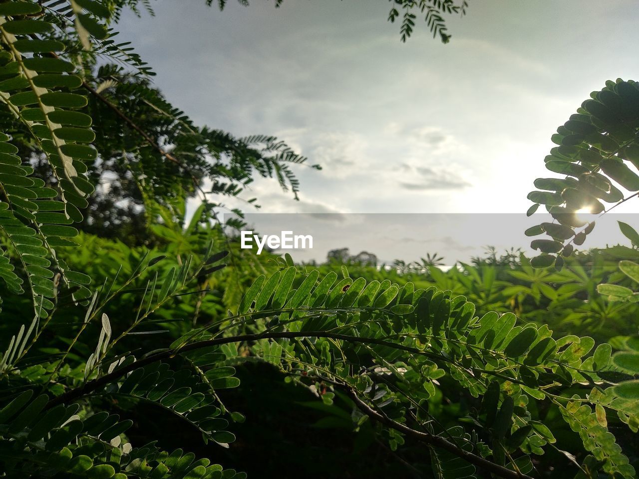 LOW ANGLE VIEW OF FRESH GREEN LEAVES ON TREE AGAINST SKY