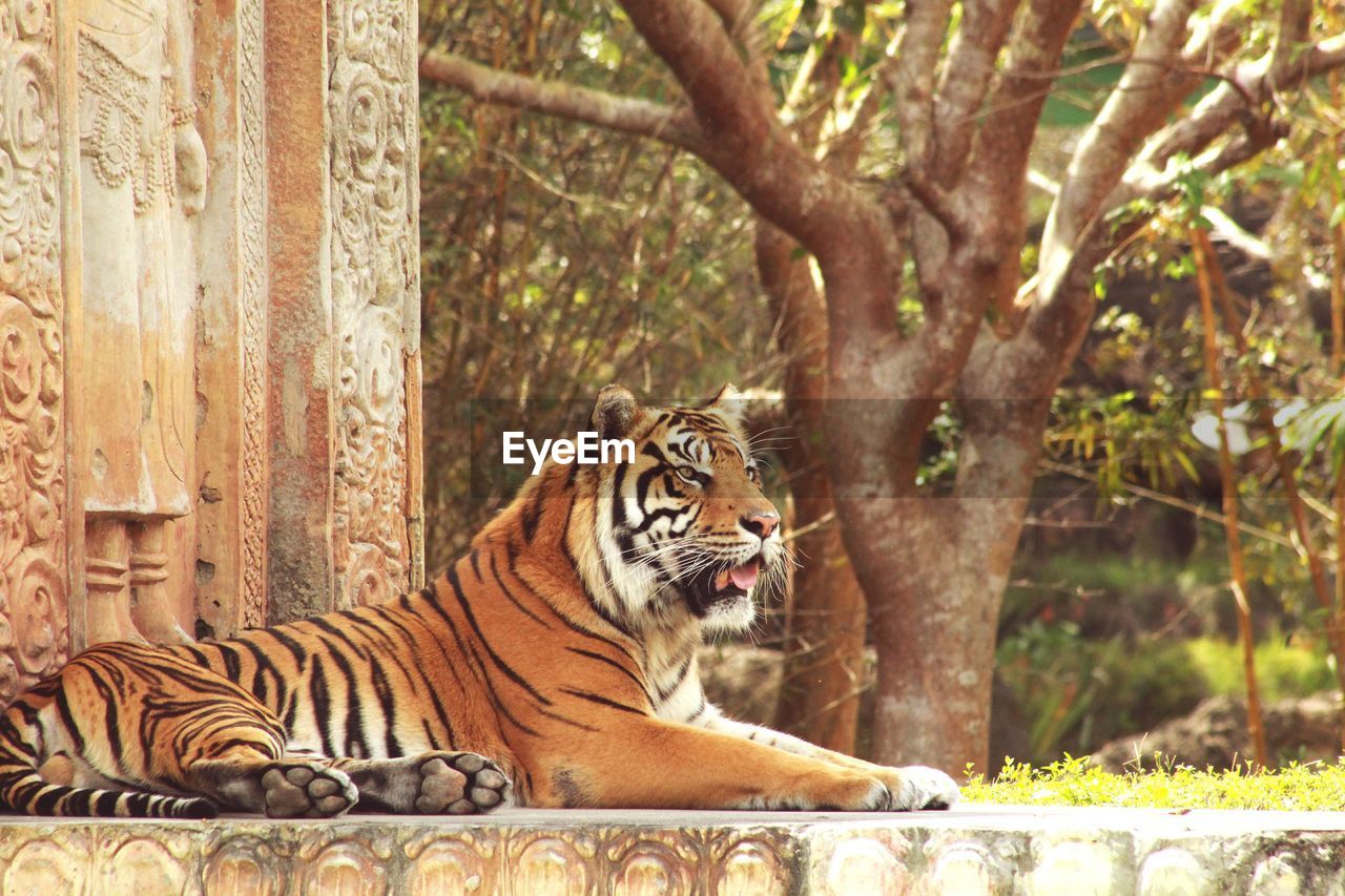 Tiger relaxing at zoo