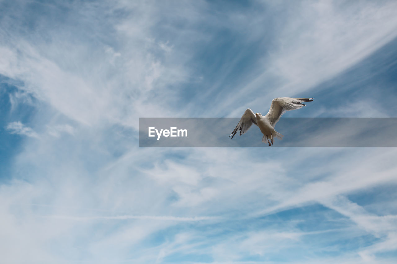 Low angle view of seagull flying against sky