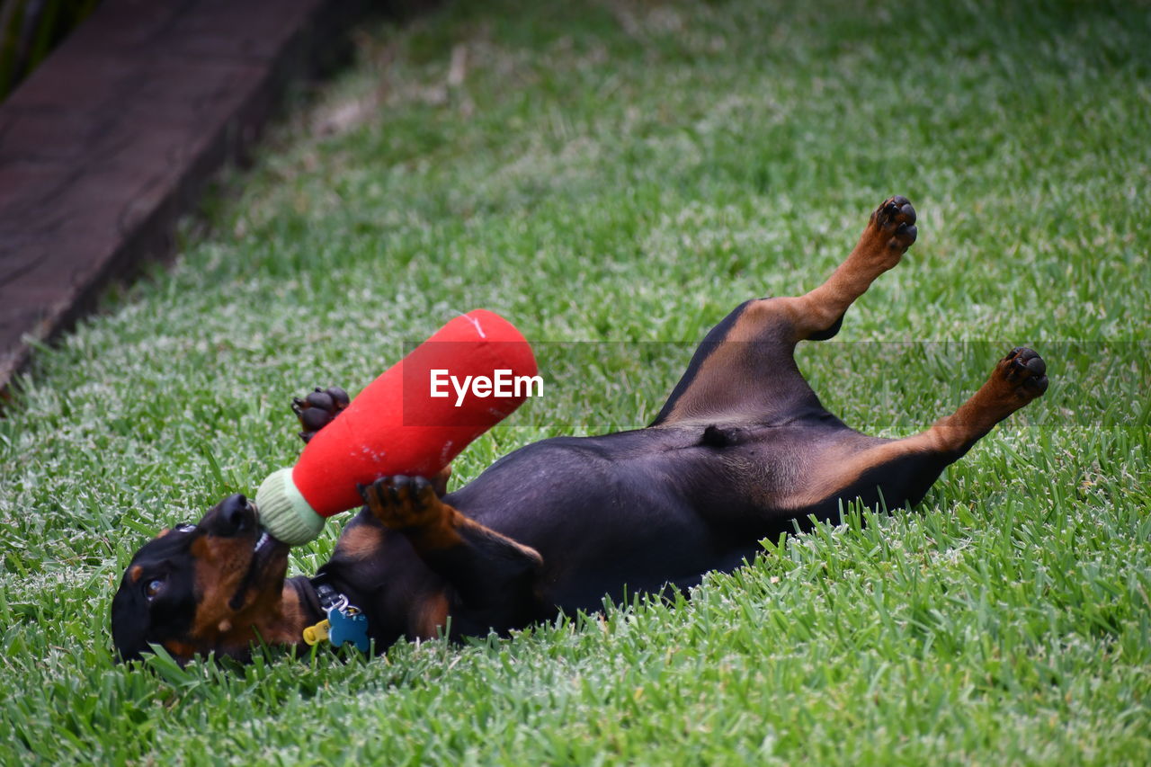 high angle view of dog sitting on grassy field