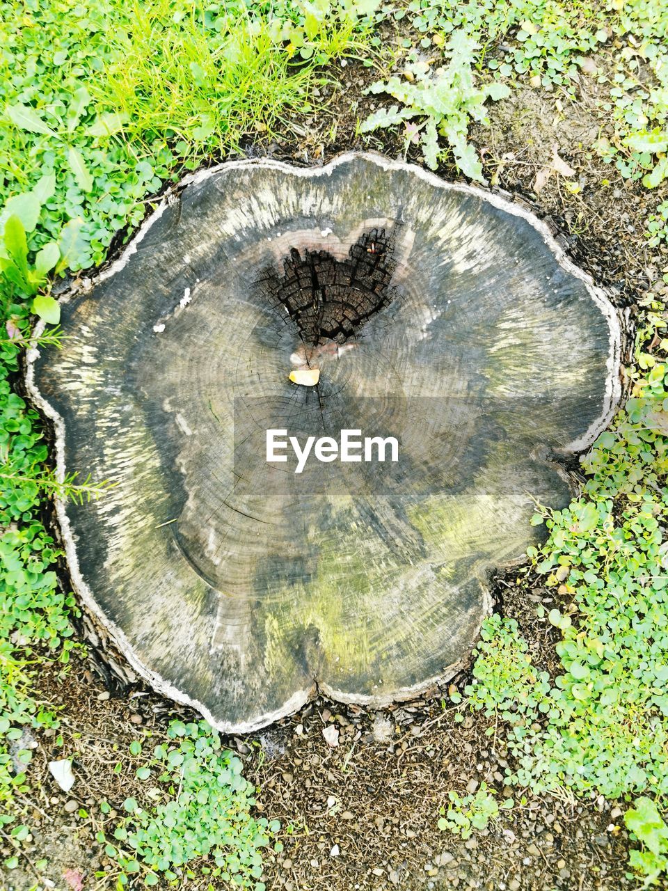 CLOSE-UP OF TREE STUMP IN FOREST