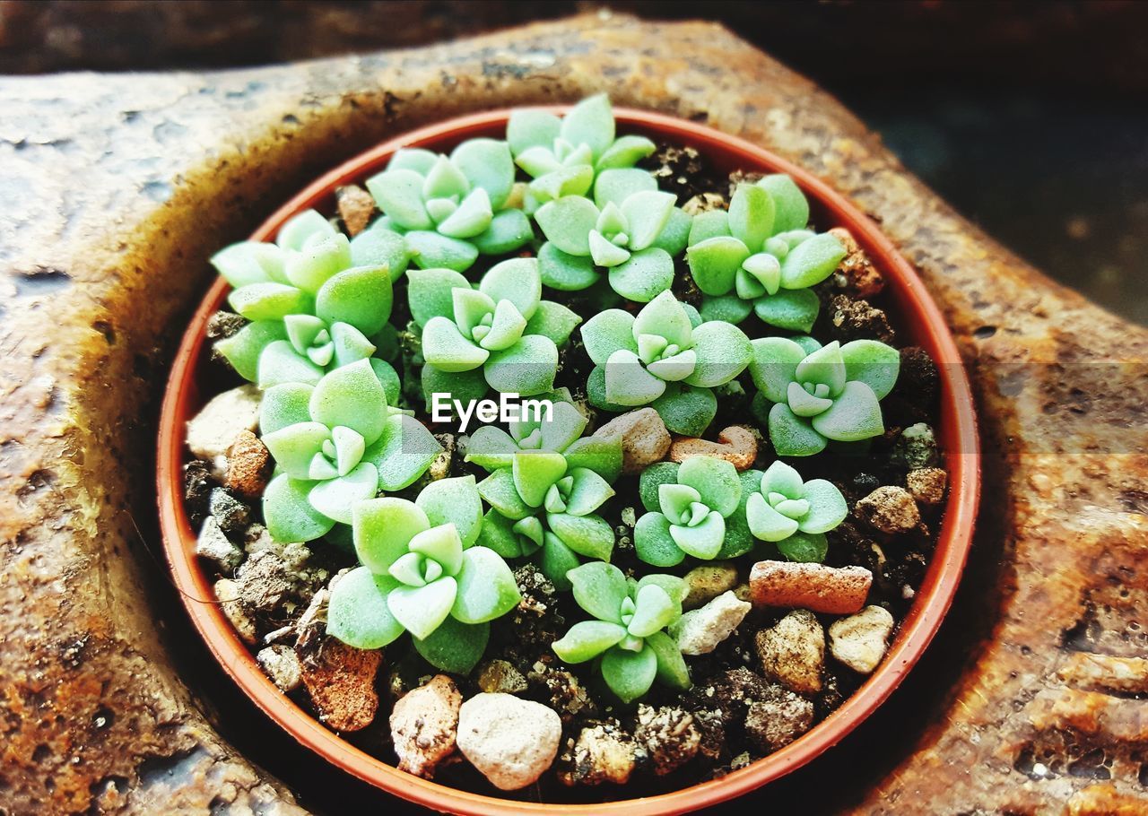 High angle view of potted plants in bowl