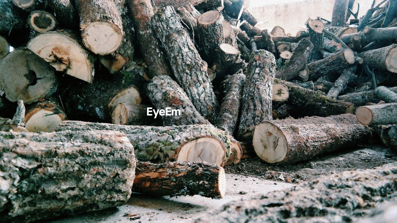 Logs in forest