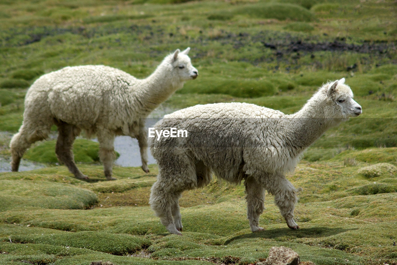 SHEEP IN A FIELD