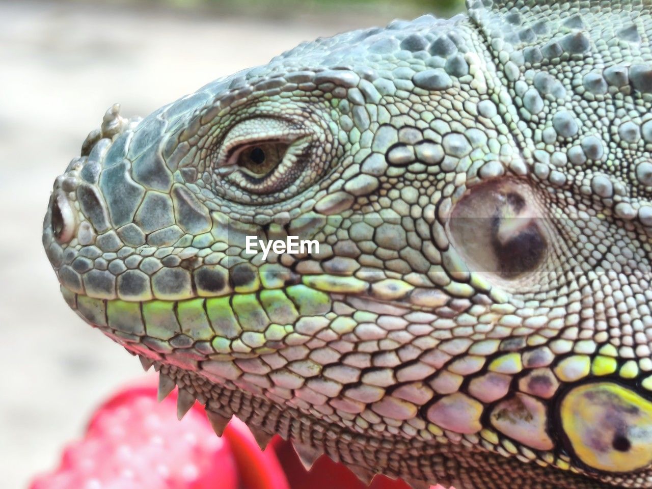 animal themes, animal, lizard, one animal, iguana, reptile, animal body part, animal wildlife, close-up, iguania, animal head, dragon lizard, common chameleon, no people, wildlife, chameleon, nature, animal scale, portrait, macro photography, day, wall lizard, focus on foreground, outdoors, eye