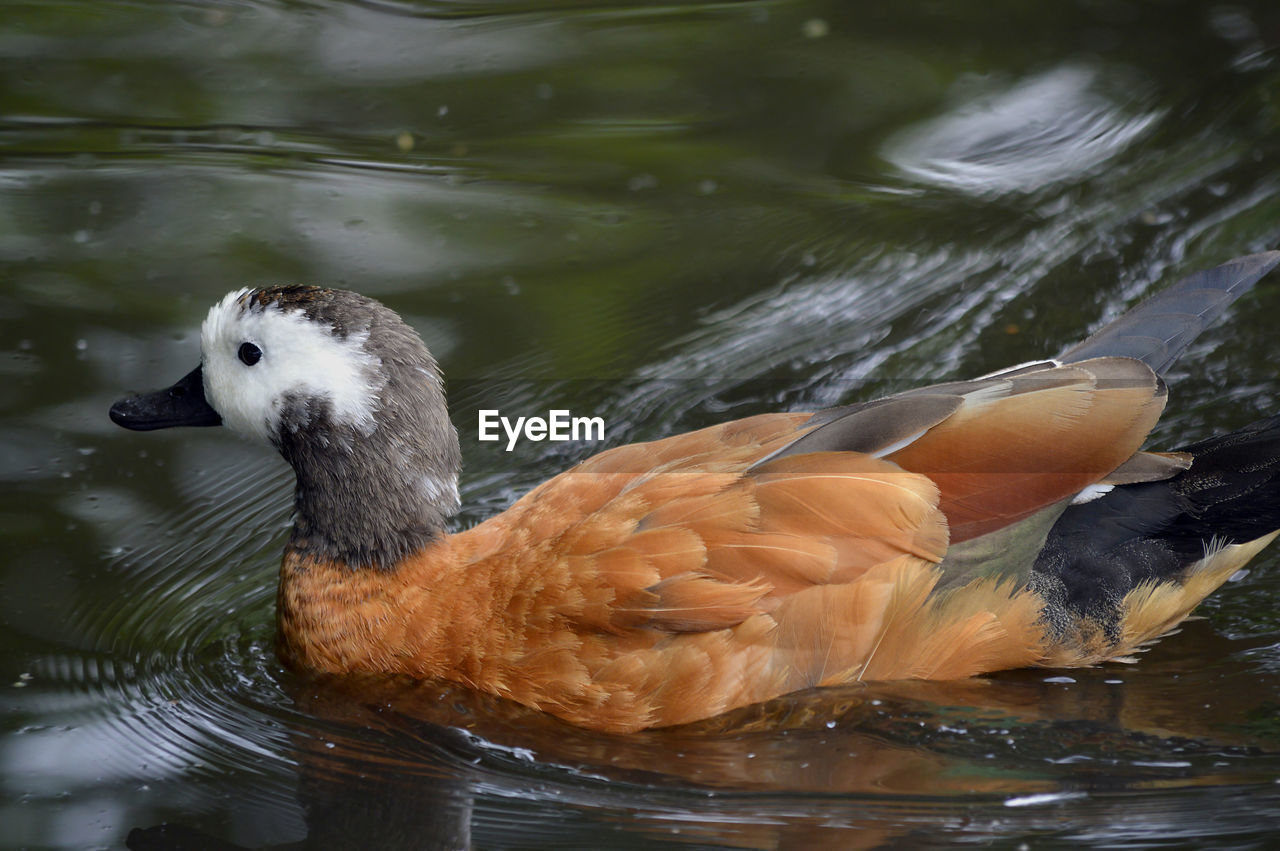 Female south african shelduck latin name tadorna cana