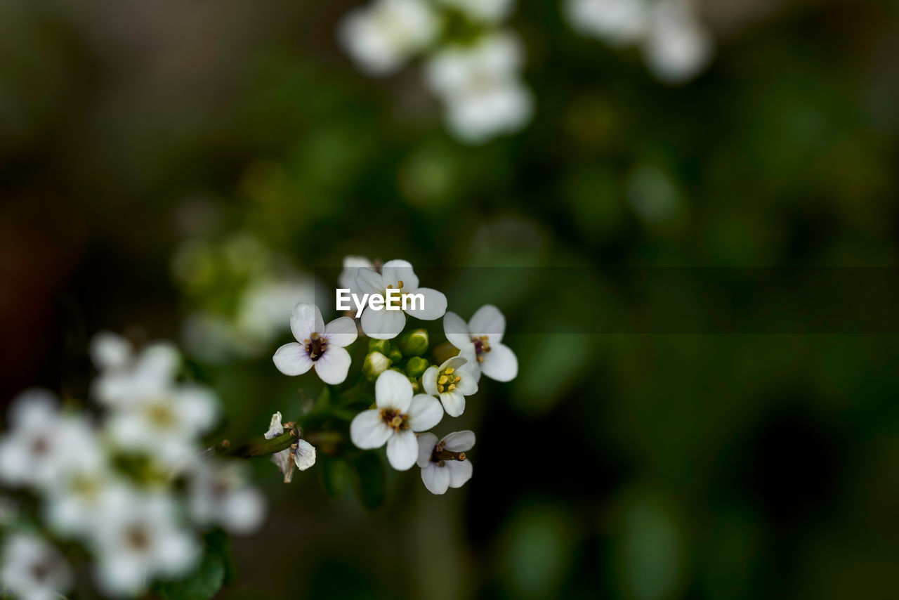 Close-up of white flowering plant