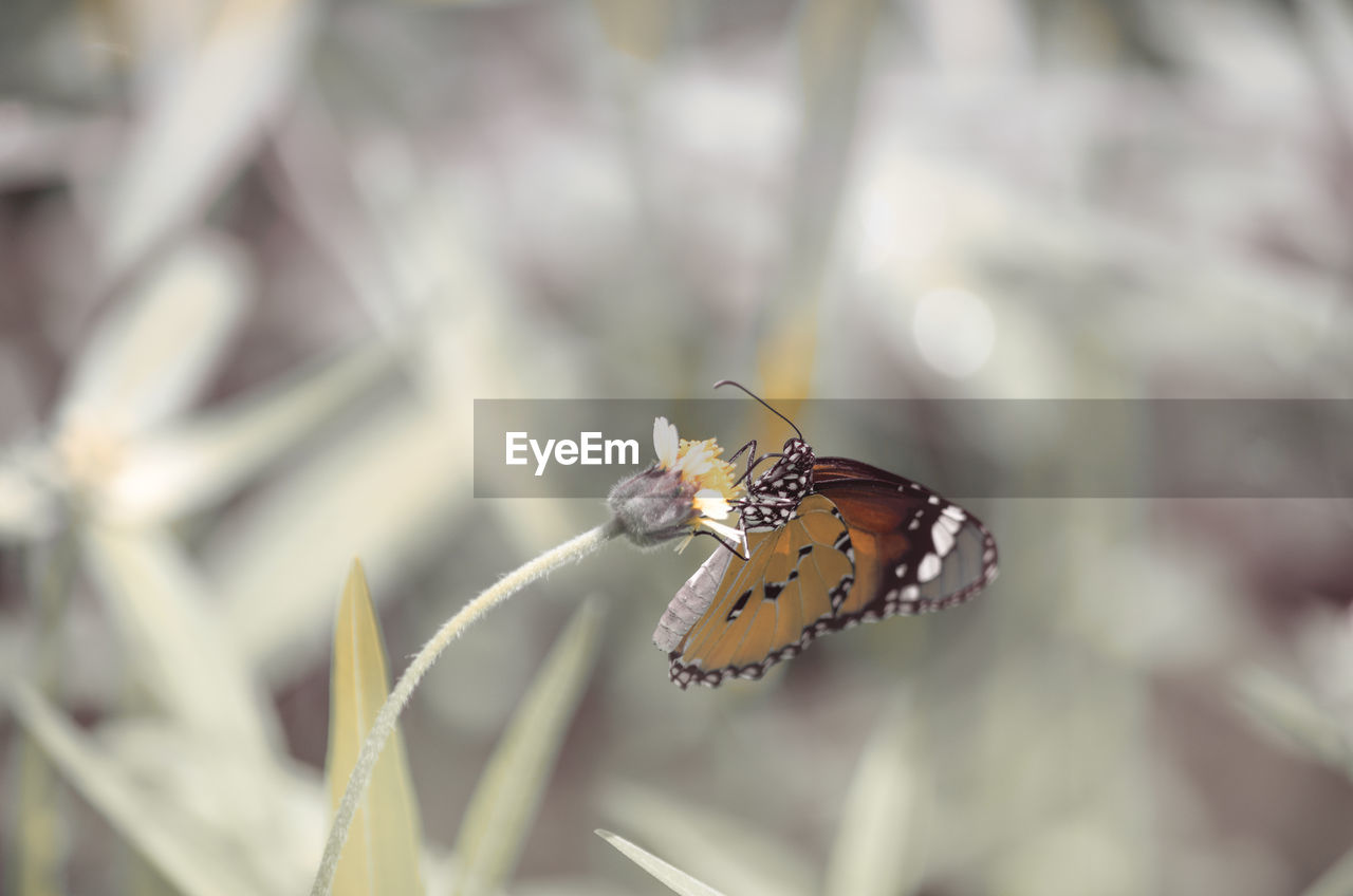 Close-up of butterfly pollinating on flower