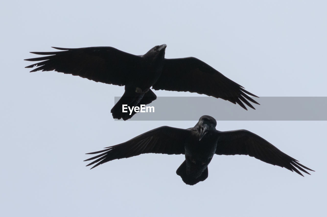 LOW ANGLE VIEW OF BIRD FLYING