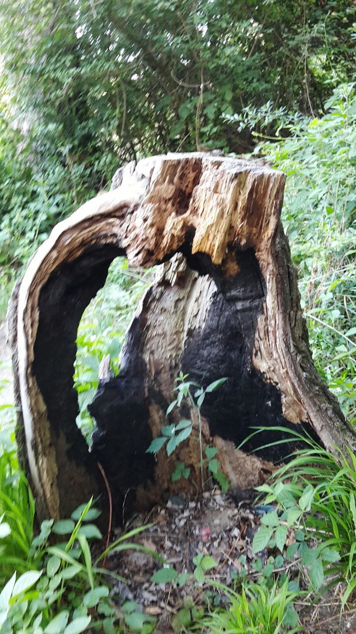 CLOSE-UP OF TREE BARK IN FOREST