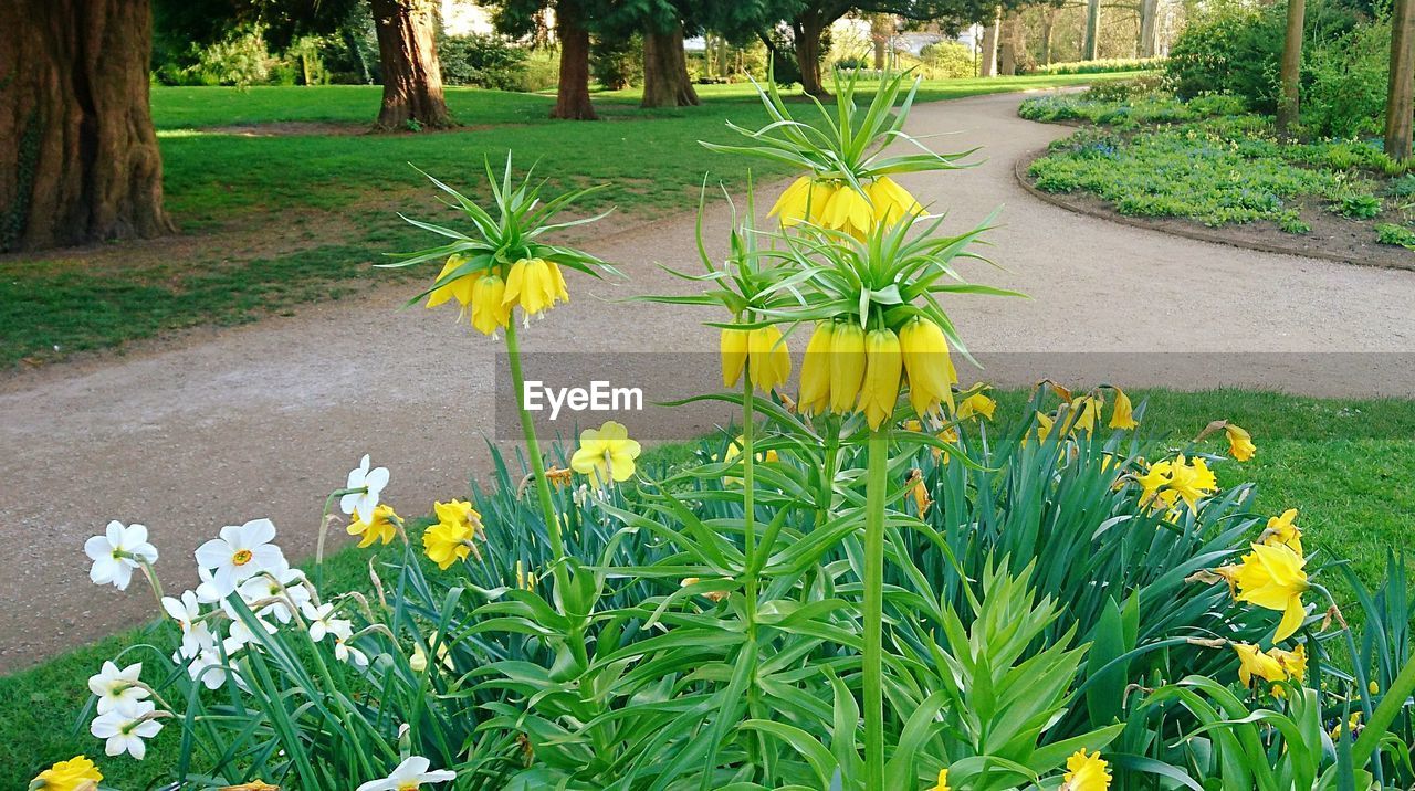 YELLOW WILDFLOWERS GROWING ON GRASS