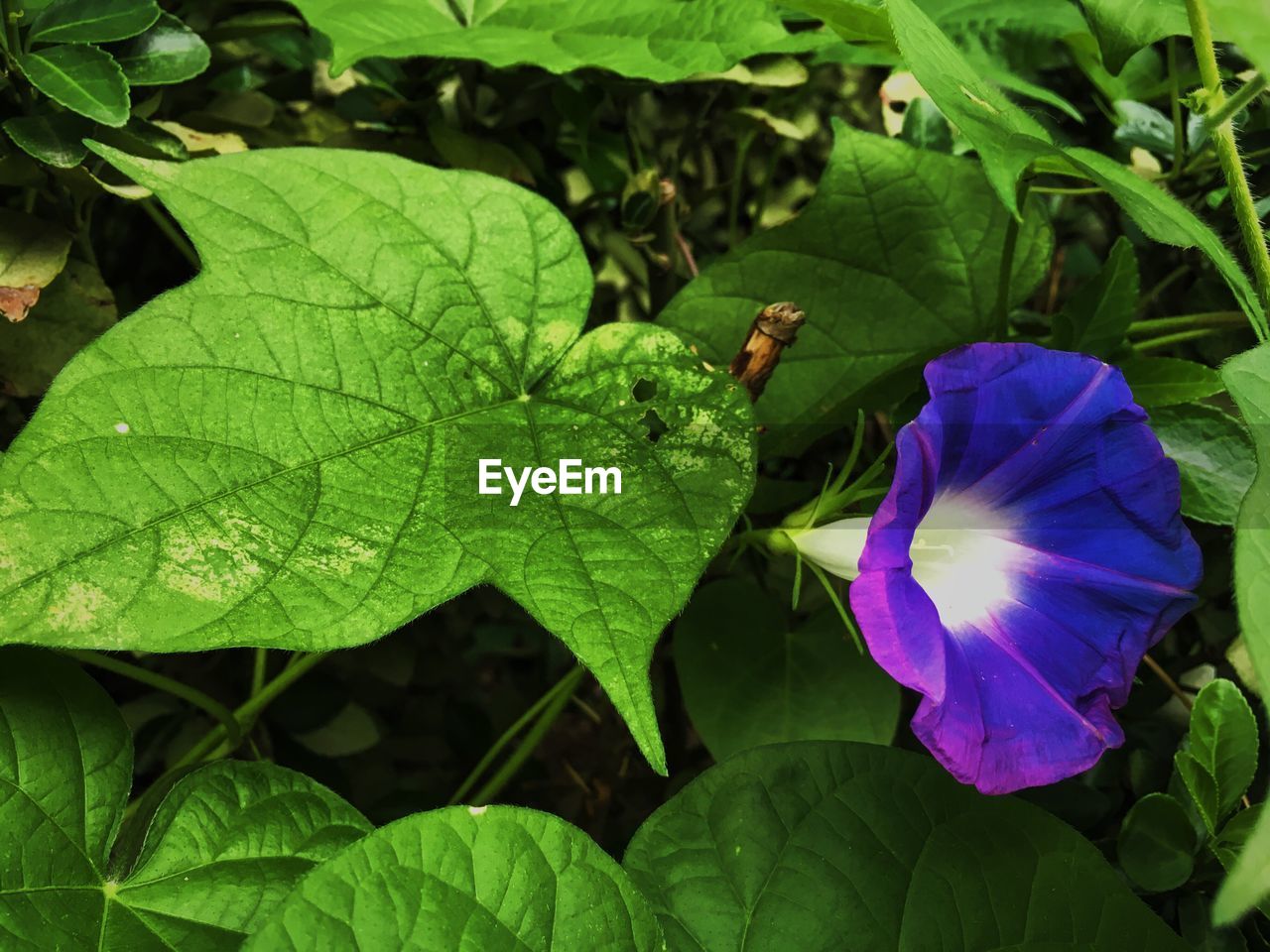 CLOSE-UP OF WATER LILY