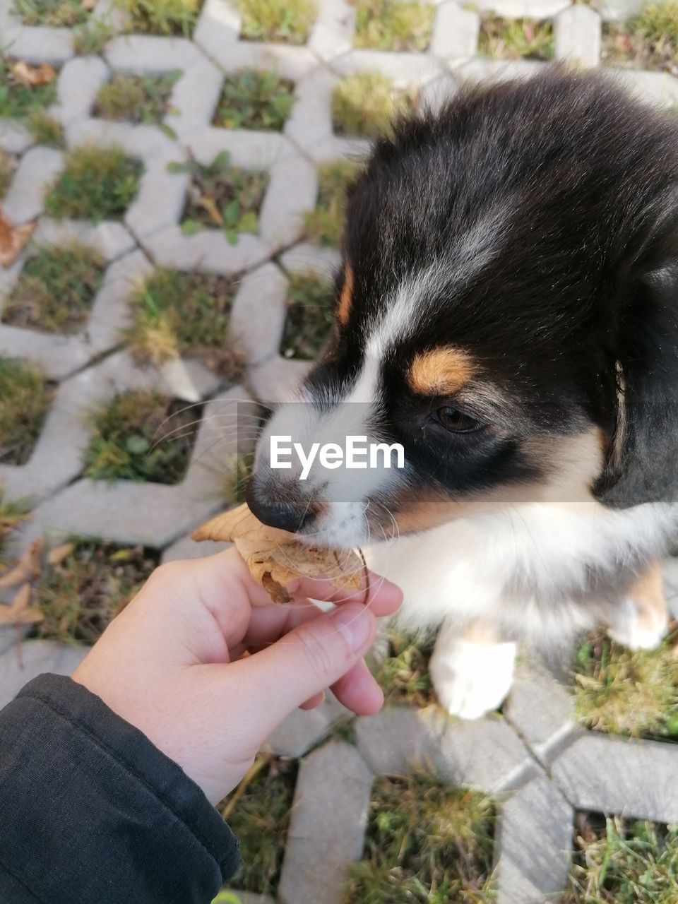 HIGH ANGLE VIEW OF PERSON HAND HOLDING DOG