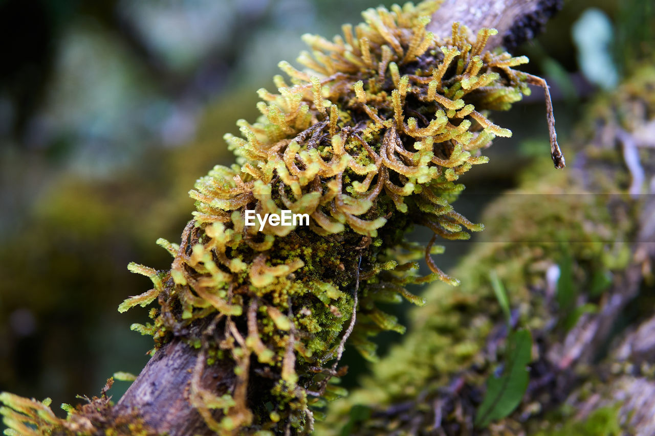 A macro shot of a branch covered with moss, south island, new zealand, glacier fox