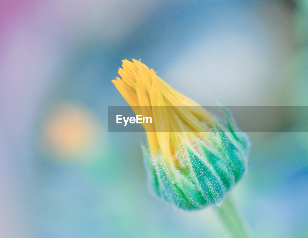 Close-up of yellow flowering plant