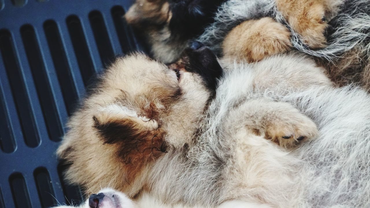 CLOSE-UP OF DOG SLEEPING ON FLOOR