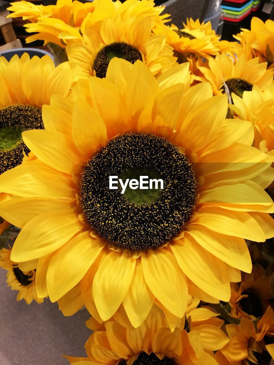 CLOSE-UP OF YELLOW SUNFLOWERS