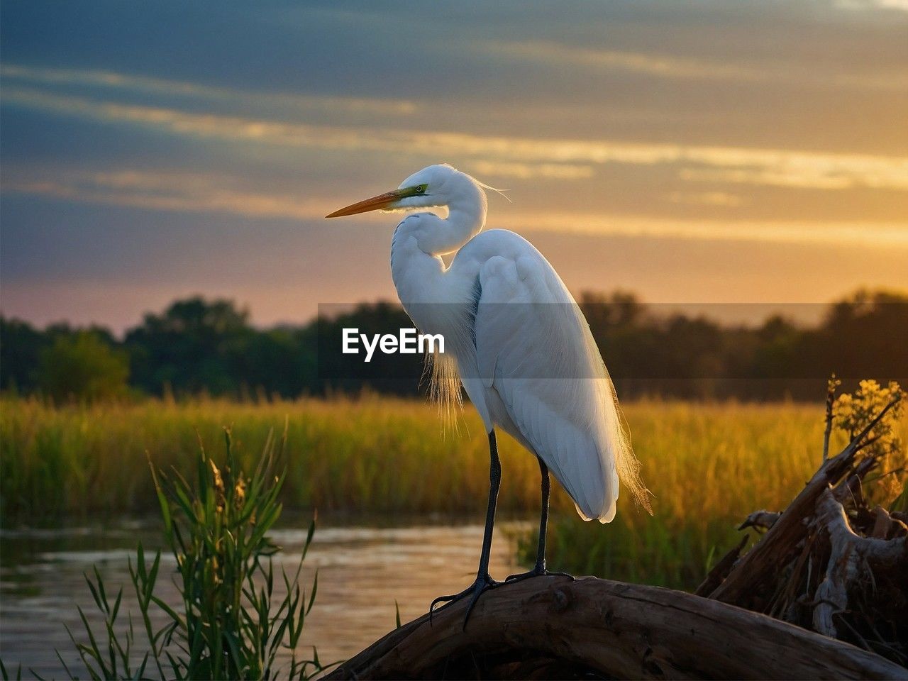 animal themes, animal wildlife, animal, bird, wildlife, nature, one animal, water, heron, sky, reflection, no people, plant, sunset, lake, perching, beauty in nature, beak, cloud, outdoors, focus on foreground, water bird, stork, grass, side view, travel destinations