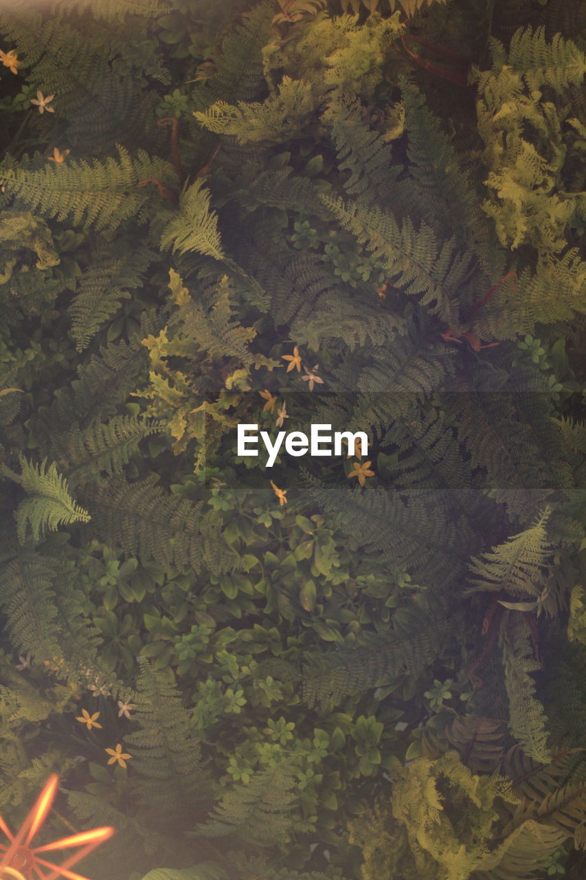HIGH ANGLE VIEW OF TREE IN SUNLIGHT