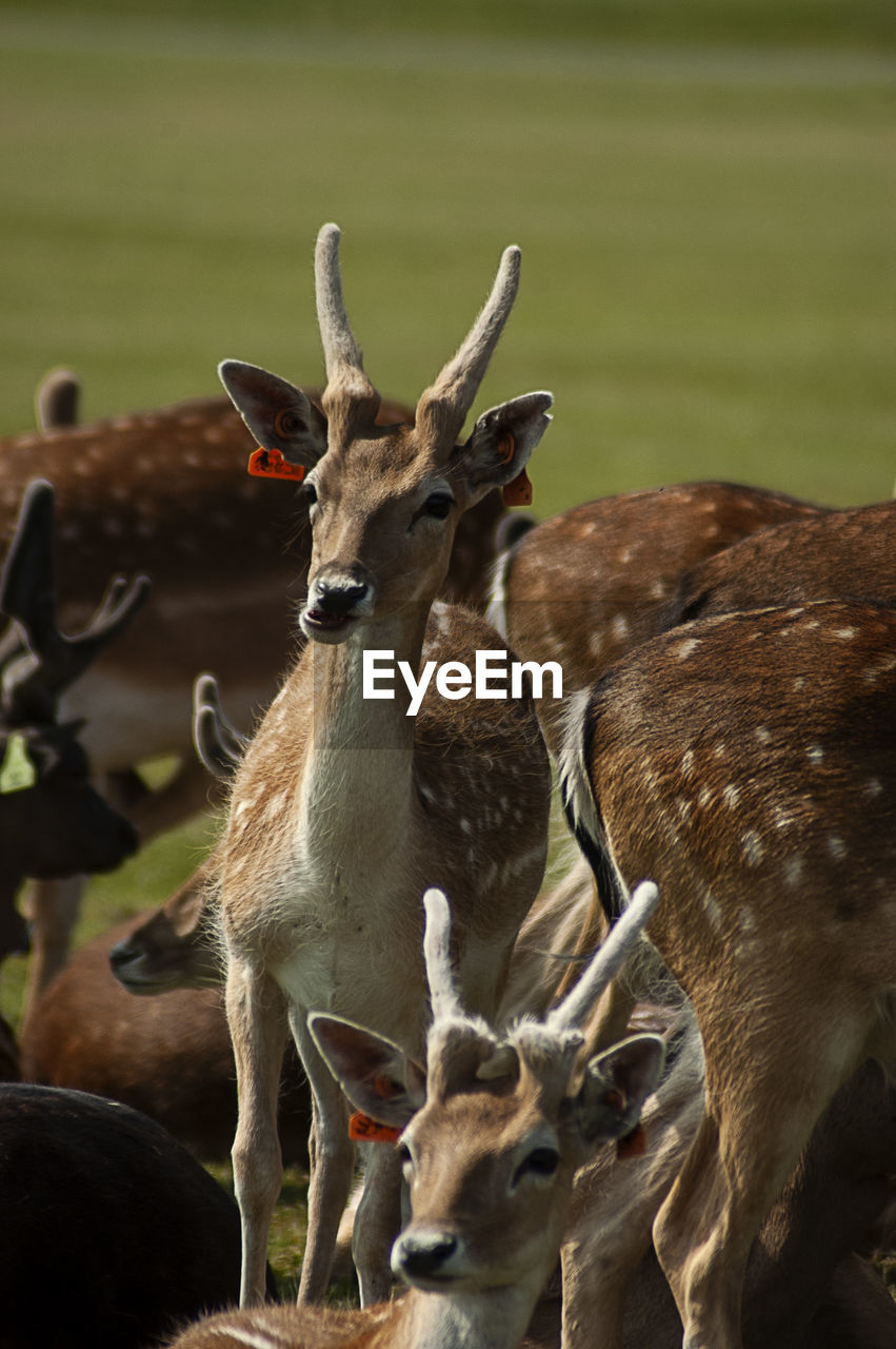 CLOSE-UP OF DEER ON THE FIELD
