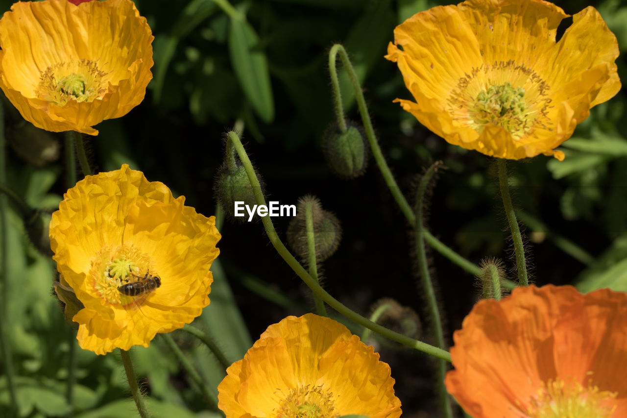 CLOSE-UP OF YELLOW FLOWER