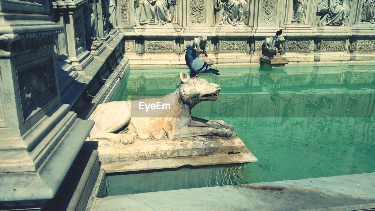 Pigeon perching on wolf sculpture in pond