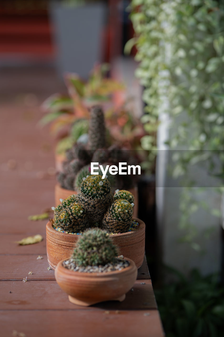 plant, growth, potted plant, green, nature, flower, cactus, no people, food and drink, food, houseplant, succulent plant, day, outdoors, focus on foreground, wood, flowerpot, gardening, botany, freshness, selective focus, beauty in nature, close-up