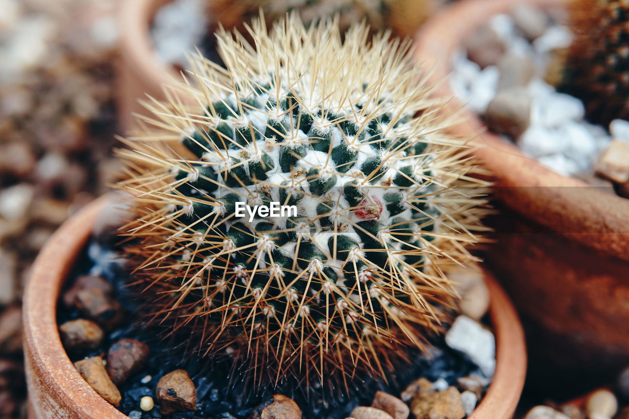 CLOSE-UP OF CACTUS PLANT