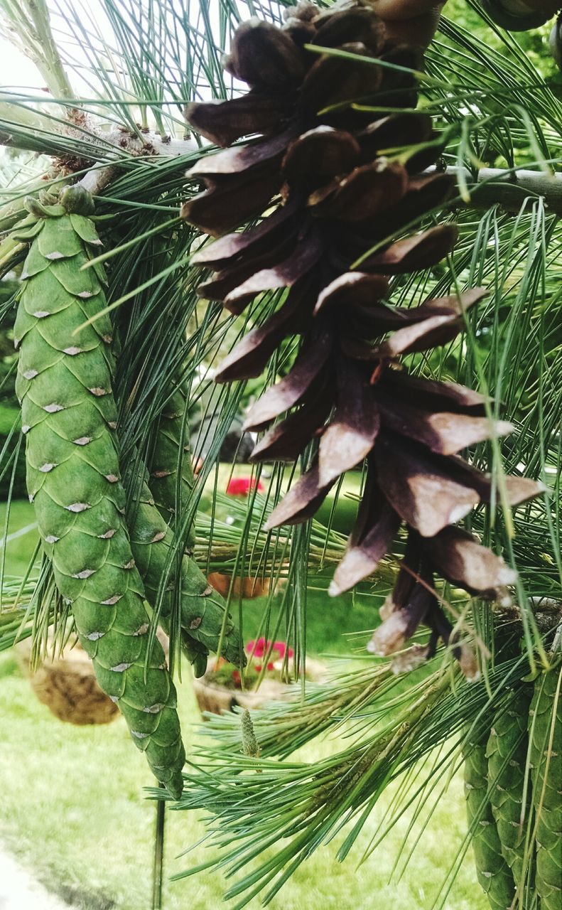 CLOSE-UP OF CACTUS GROWING ON TREE