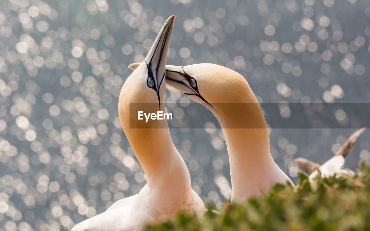 Close-up of gannets on field