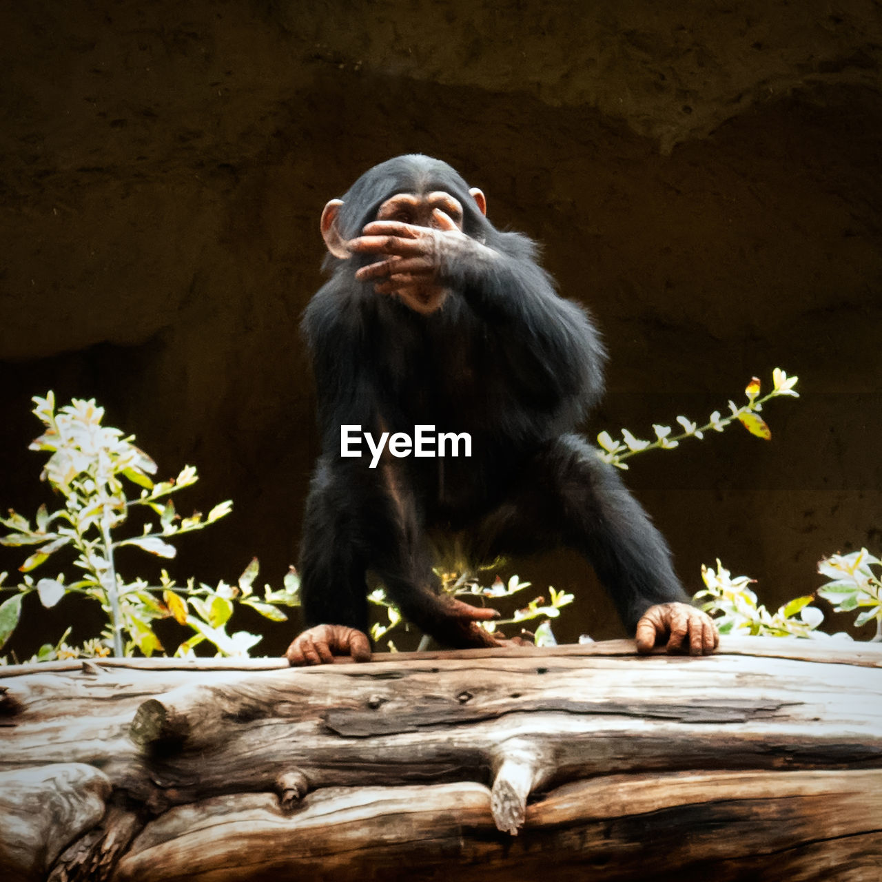 Low angle view of monkey on tree trunk