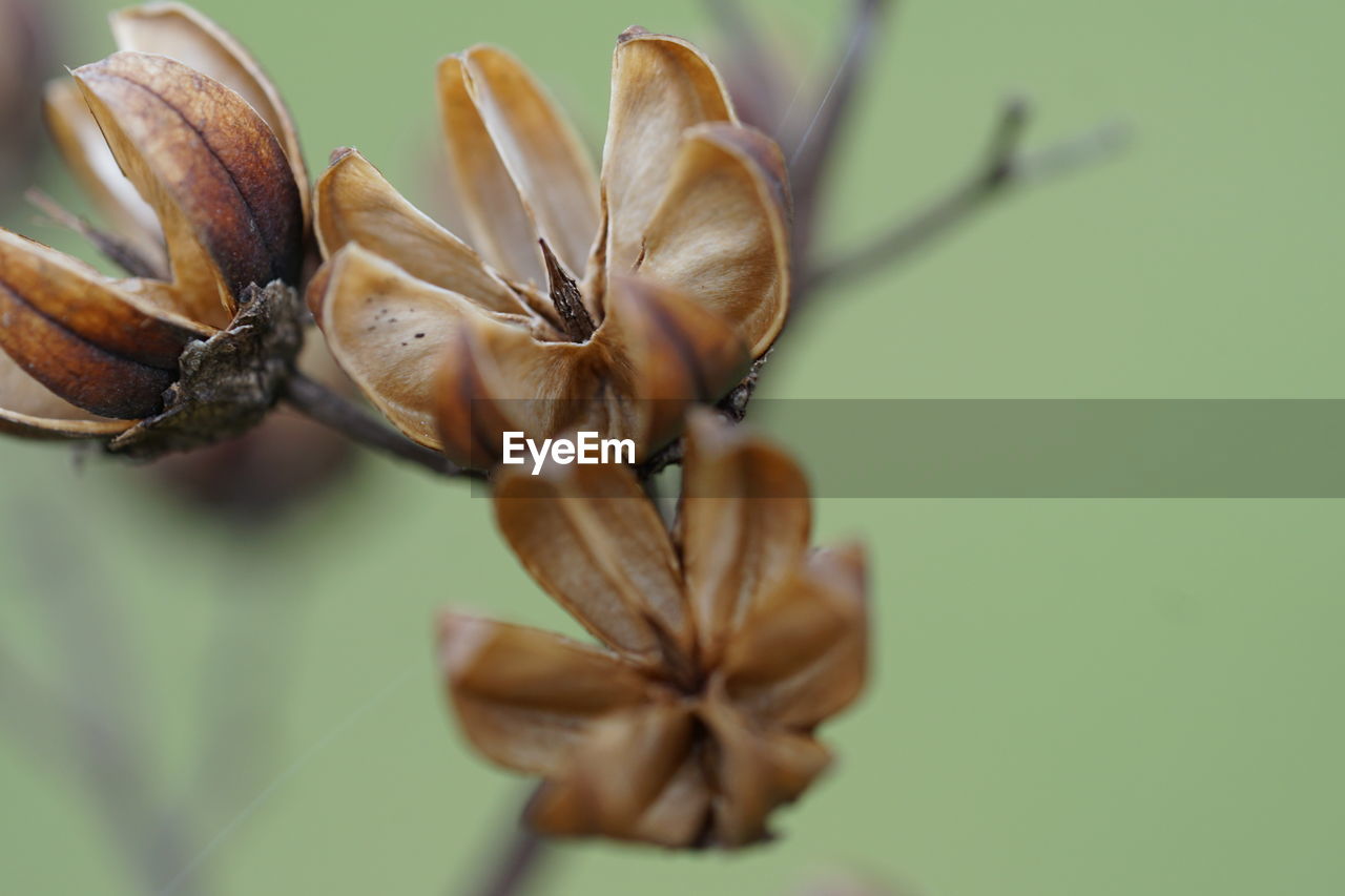 Close-up of dried plant