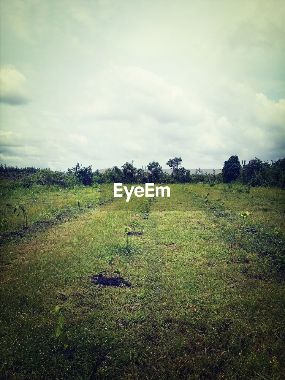 Grassy field against cloudy sky