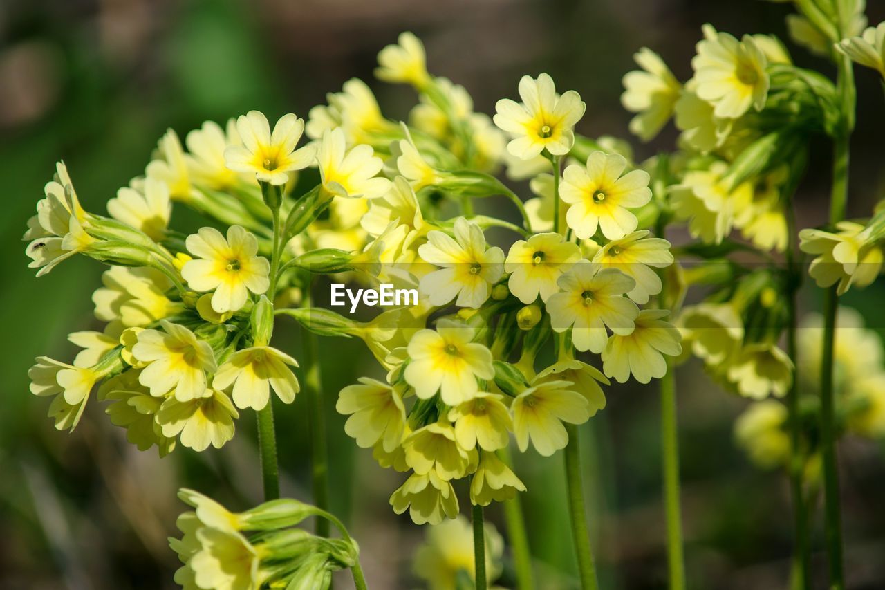 Close-up of yellow flowering plants