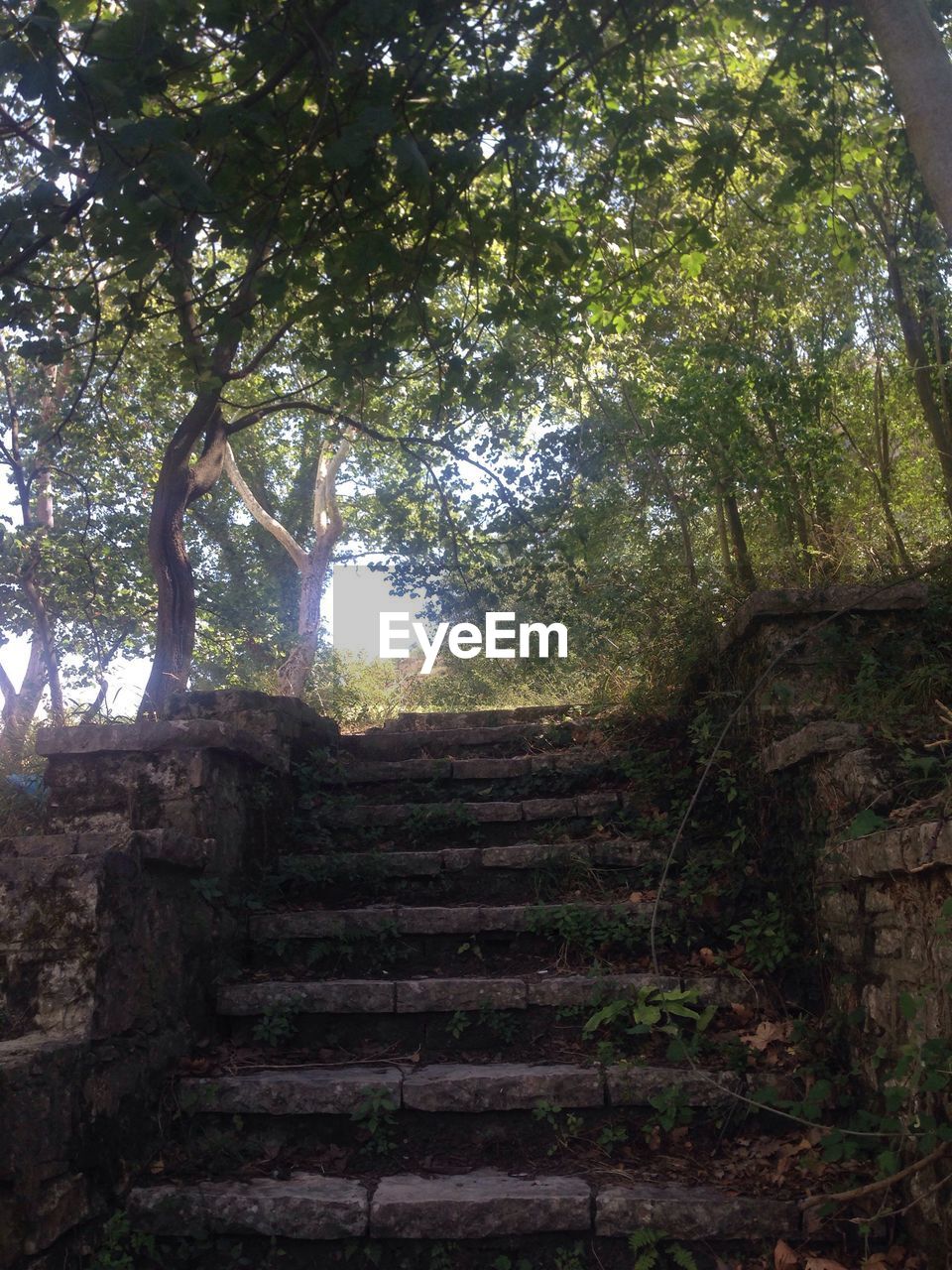 LOW ANGLE VIEW OF STEPS LEADING TOWARDS TREES