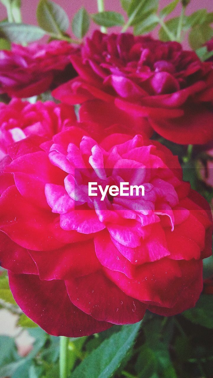 CLOSE-UP OF PINK FLOWERS BLOOMING